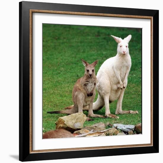 Mulali, Right, a Two-Year-Old Albino Grey Kangeroo Stands Next to Her Joey-null-Framed Photographic Print