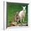 Mulali, Right, a Two-Year-Old Albino Grey Kangeroo Stands Next to Her Joey-null-Framed Photographic Print