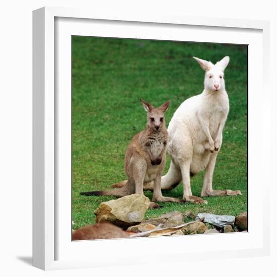 Mulali, Right, a Two-Year-Old Albino Grey Kangeroo Stands Next to Her Joey-null-Framed Photographic Print