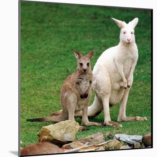 Mulali, Right, a Two-Year-Old Albino Grey Kangeroo Stands Next to Her Joey-null-Mounted Photographic Print