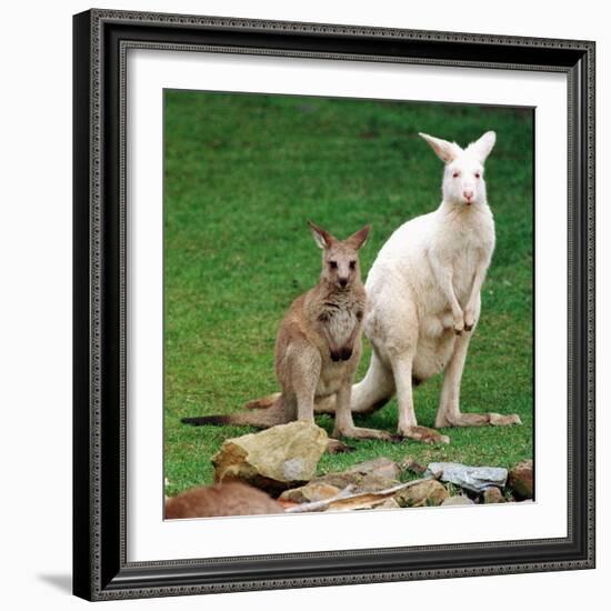 Mulali, Right, a Two-Year-Old Albino Grey Kangeroo Stands Next to Her Joey-null-Framed Photographic Print