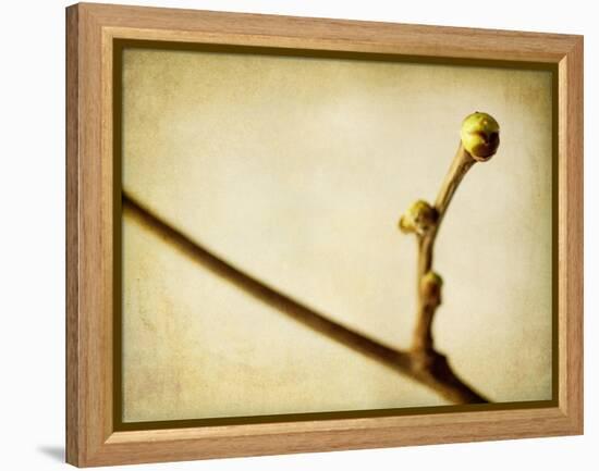 Mulberry 1-Jessica Rogers-Framed Premier Image Canvas