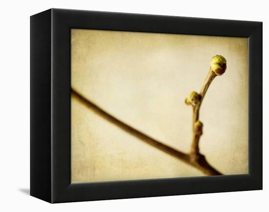 Mulberry 1-Jessica Rogers-Framed Premier Image Canvas