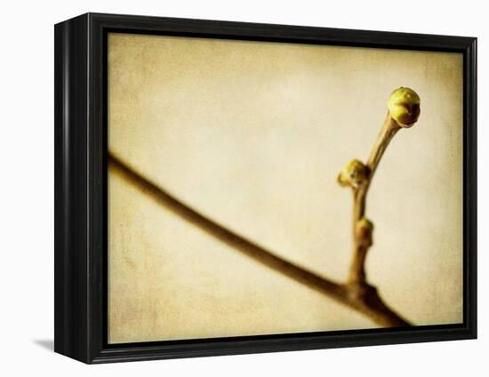 Mulberry 1-Jessica Rogers-Framed Premier Image Canvas