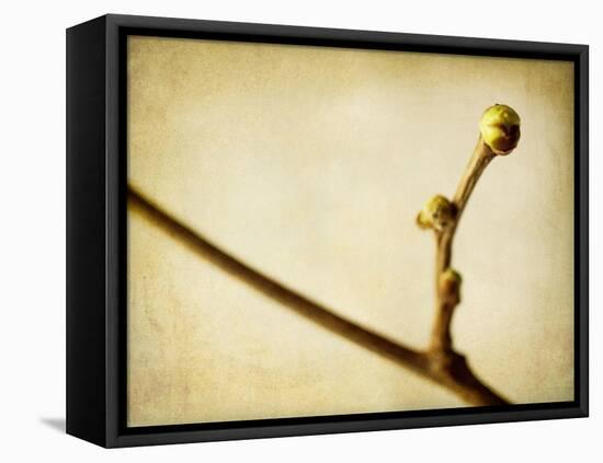 Mulberry 1-Jessica Rogers-Framed Premier Image Canvas