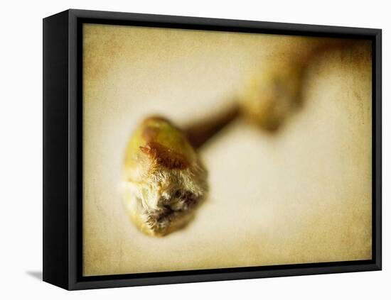 Mulberry 2-Jessica Rogers-Framed Premier Image Canvas