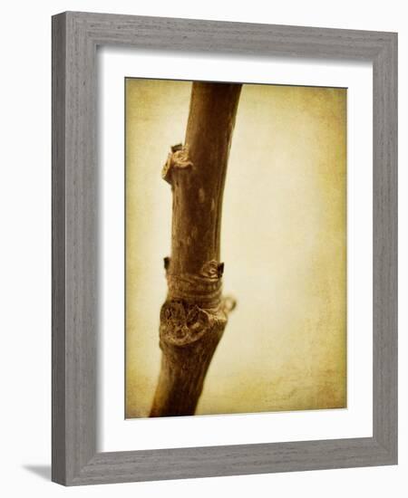 Mulberry 3-Jessica Rogers-Framed Giclee Print