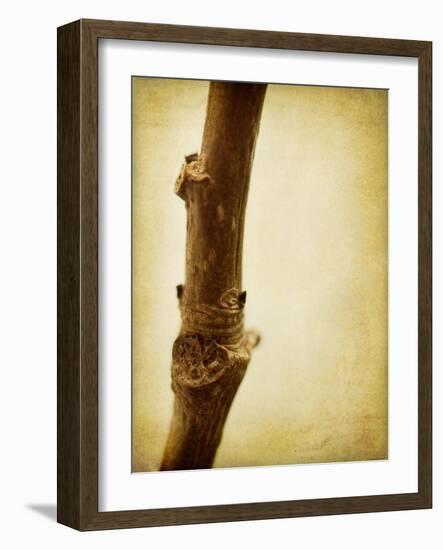 Mulberry 3-Jessica Rogers-Framed Giclee Print