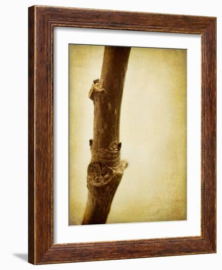 Mulberry 3-Jessica Rogers-Framed Giclee Print