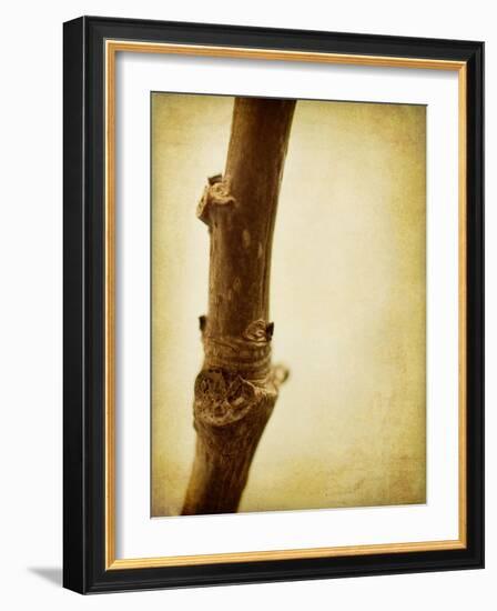 Mulberry 3-Jessica Rogers-Framed Giclee Print