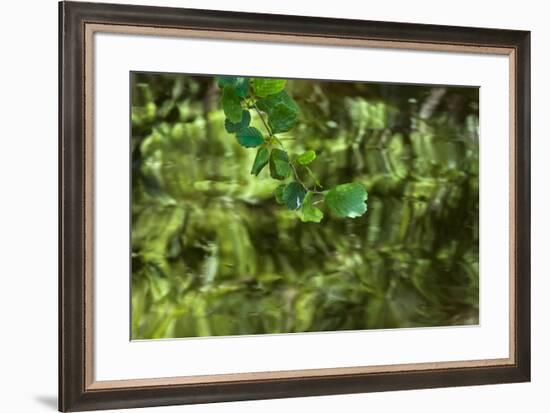 Mulberry Tree Branch Over Brook-Anthony Paladino-Framed Giclee Print