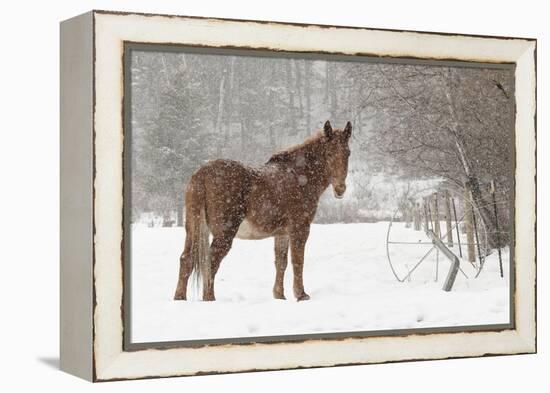 Mule and falling snow, Kalispell, Montana-Adam Jones-Framed Premier Image Canvas
