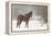 Mule and falling snow, Kalispell, Montana-Adam Jones-Framed Premier Image Canvas