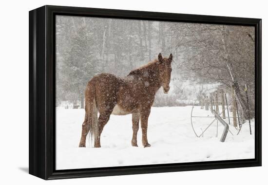 Mule and falling snow, Kalispell, Montana-Adam Jones-Framed Premier Image Canvas