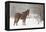 Mule and falling snow, Kalispell, Montana-Adam Jones-Framed Premier Image Canvas