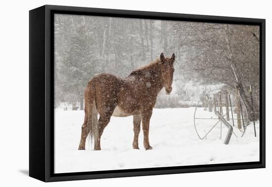 Mule and falling snow, Kalispell, Montana-Adam Jones-Framed Premier Image Canvas