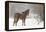 Mule and falling snow, Kalispell, Montana-Adam Jones-Framed Premier Image Canvas