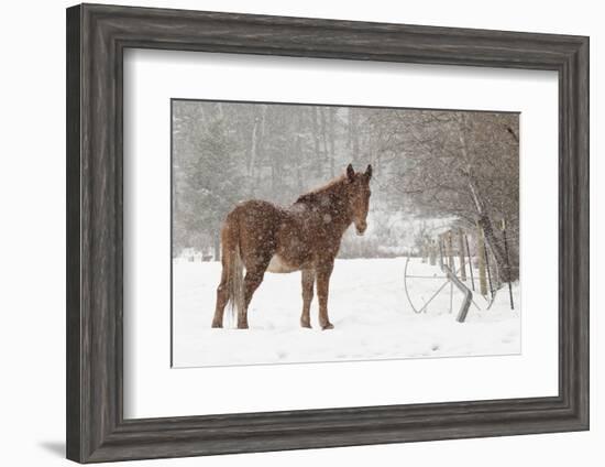 Mule and falling snow, Kalispell, Montana-Adam Jones-Framed Photographic Print