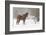 Mule and falling snow, Kalispell, Montana-Adam Jones-Framed Photographic Print