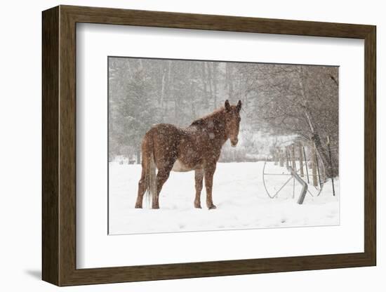 Mule and falling snow, Kalispell, Montana-Adam Jones-Framed Photographic Print