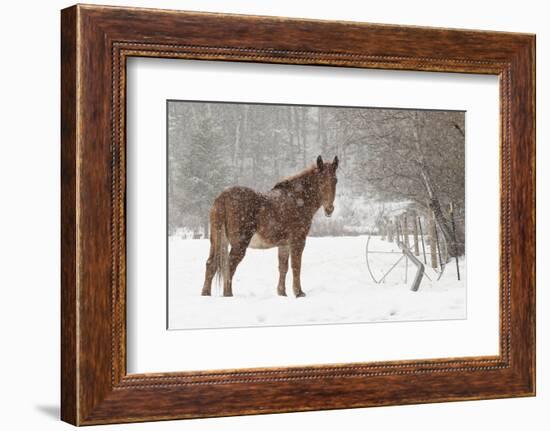 Mule and falling snow, Kalispell, Montana-Adam Jones-Framed Photographic Print