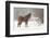 Mule and falling snow, Kalispell, Montana-Adam Jones-Framed Photographic Print