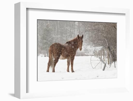 Mule and falling snow, Kalispell, Montana-Adam Jones-Framed Photographic Print