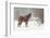 Mule and falling snow, Kalispell, Montana-Adam Jones-Framed Photographic Print