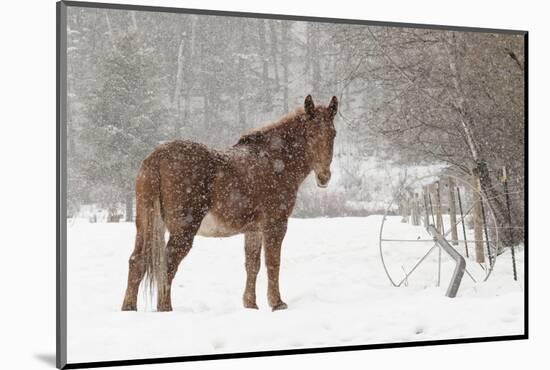 Mule and falling snow, Kalispell, Montana-Adam Jones-Mounted Photographic Print