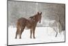 Mule and falling snow, Kalispell, Montana-Adam Jones-Mounted Photographic Print