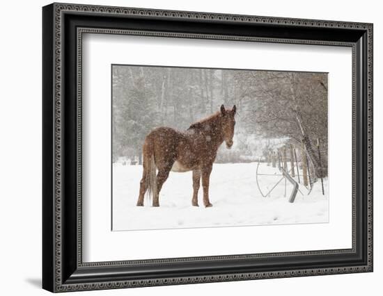 Mule and falling snow, Kalispell, Montana-Adam Jones-Framed Photographic Print