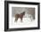 Mule and falling snow, Kalispell, Montana-Adam Jones-Framed Photographic Print