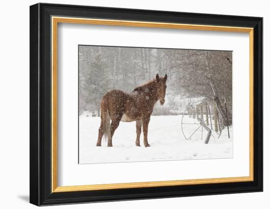 Mule and falling snow, Kalispell, Montana-Adam Jones-Framed Photographic Print