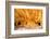 Mule Canyons House on Fire Ruin, Anasazi Ruins, Cedar Mesa, Utah-Richard Wright-Framed Photographic Print