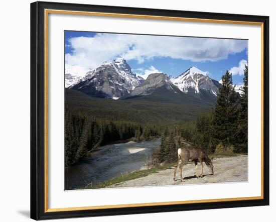 Mule Deer, Bow Valley Parkway by the Bow River, Near Lake Louise, Unesco World Heritage Site-Pearl Bucknall-Framed Photographic Print