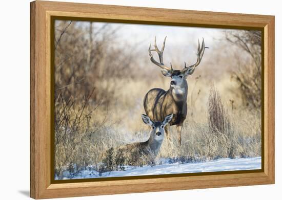 Mule Deer Buck and Doe Bedded-Larry Ditto-Framed Premier Image Canvas