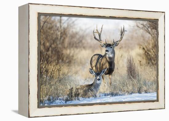 Mule Deer Buck and Doe Bedded-Larry Ditto-Framed Premier Image Canvas