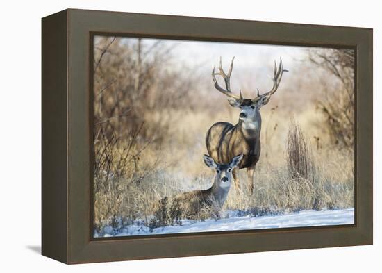 Mule Deer Buck and Doe Bedded-Larry Ditto-Framed Premier Image Canvas