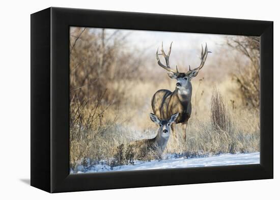 Mule Deer Buck and Doe Bedded-Larry Ditto-Framed Premier Image Canvas