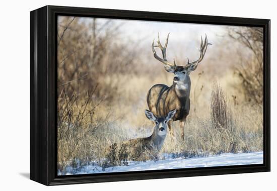 Mule Deer Buck and Doe Bedded-Larry Ditto-Framed Premier Image Canvas