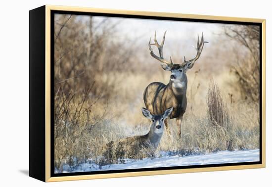 Mule Deer Buck and Doe Bedded-Larry Ditto-Framed Premier Image Canvas