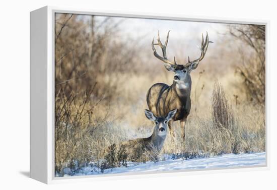 Mule Deer Buck and Doe Bedded-Larry Ditto-Framed Premier Image Canvas