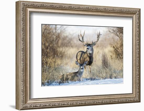 Mule Deer Buck and Doe Bedded-Larry Ditto-Framed Photographic Print