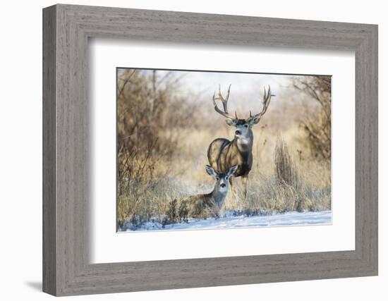 Mule Deer Buck and Doe Bedded-Larry Ditto-Framed Photographic Print