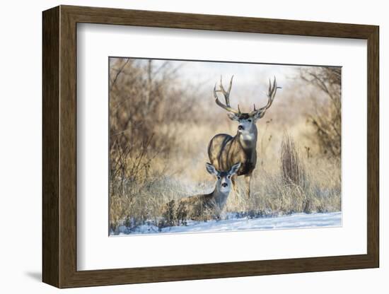 Mule Deer Buck and Doe Bedded-Larry Ditto-Framed Photographic Print