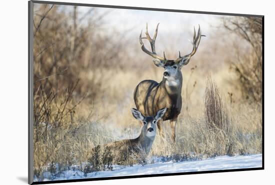 Mule Deer Buck and Doe Bedded-Larry Ditto-Mounted Photographic Print