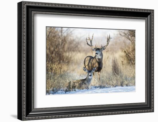 Mule Deer Buck and Doe Bedded-Larry Ditto-Framed Photographic Print