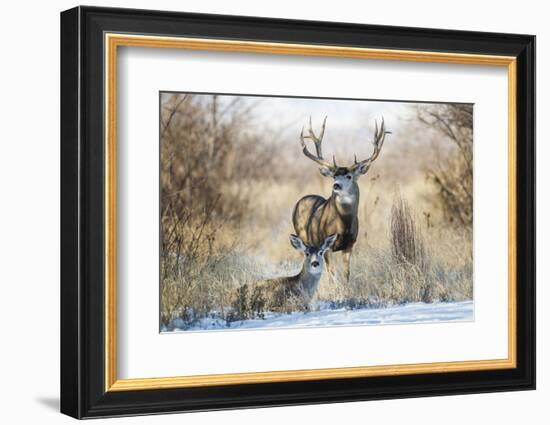 Mule Deer Buck and Doe Bedded-Larry Ditto-Framed Photographic Print