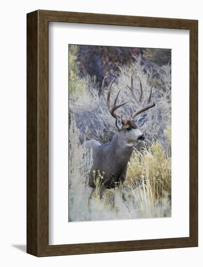 Mule deer buck, emerging from cover-Ken Archer-Framed Photographic Print