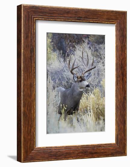 Mule deer buck, emerging from cover-Ken Archer-Framed Photographic Print